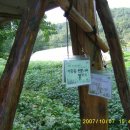 은행나무농장 이미지