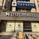 도그마루 강아지 고양이 부산점 | 건강한 아이들을 만날 수 있는 부산강아지분양 고양이분양 도그마루 강아지분양