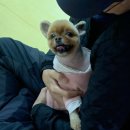 자아도치
