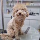 리틀댕댕 이미지