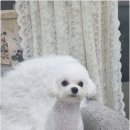 냥만스럽개 이미지