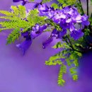 행복한들 이미지