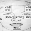 사람을 판단하는 얼굴의 5관과 12궁 (상)(중)(하) 이미지