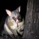 여우치킨 이미지