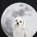 엄지애견미용 이미지