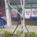차귀도 약국 네이버블로그