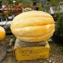 꼭지슈퍼 이미지