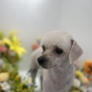 멍이발소 이미지