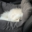 애견모델 이미지