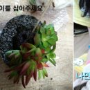 다육이 아트(B) 이미지