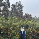 짱구애견 | 제주 한정판 짱구 팝업스토어 | 제주 디저트 카페 르벙쓸레브 | 신화월드 근처 카페 추천