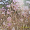 꽃을 이용하는 산속 식물(참꽃나무) 소개 이미지