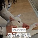 집사의하루 강남점 | 고양이 집사의 강남 고양이카페 집사의 하루 방문 후기