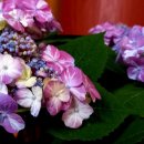 써니데이즈 이미지