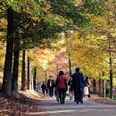 경상남도산림환경연구원 | 경상남도 산림환경연구원 가을 빛 (구 진주수목원)