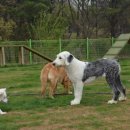 따라 애견학교 이미지