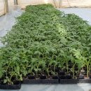 (주)정원팜 이미지