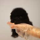 러블릿캔넬 이미지