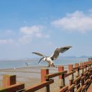 주정차CCTV-등대일식 | [제부도] 등대횟집에서 왕새우 소금구이 먹고 왔어요(+물 때 통행가능 시간표)