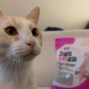 레몬데이즈 | 먼지 없는 고양이 모래, 가성비 끝판왕 파미데이즈 사용 후기 (feat. 레몬이)