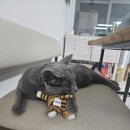 러시안 블루 입양하실 분 이미지