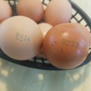 다산양계 이미지