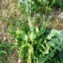 열무농장 이미지