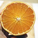 현승농장 | 제주황금향 맛집 현승이네농장 제주황금향 5kg 솔직 후기♪