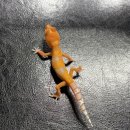 더렙컴퍼니