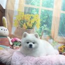 호이펫샵 이미지