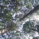 성주산자연휴양림 이미지