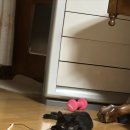 옆 담벼락 Daum카페
