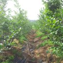 연소자연농장 이미지