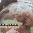 지니펫 이미지