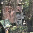 몽키댄스 | 발리 몽키포레스트 입장료, 투어, 후기(+주의사항)