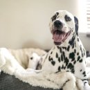 101마리 애견 이미지