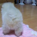 마이리틀펫 이미지