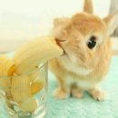 약스압) 댕댕이나 냥이보단 안유명해도 귀여운, 토끼! 이미지