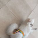 꼬리치랑개 이미지