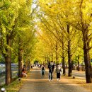 은행나무길 이미지