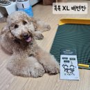 샐730 | 대형견·다견가정도 만족! 독톡 강아지배변판 직접 사용해본 후기!