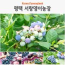 평택 가볼만한곳 블루베리 농장 따기 서랑뎅이농장