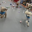 별이애견 이미지