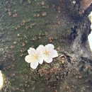 여좌어린이집 | 진해 군항제 벚꽃 실시간 여좌천 개화 주차 팁