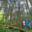 치유의 숲 이미지