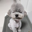 러브시티독