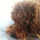 멍멍이다방 이미지