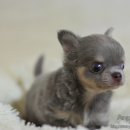 24시동물병원 이미지