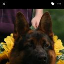 똥강아지 이미지