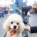 오렌지애견 이미지